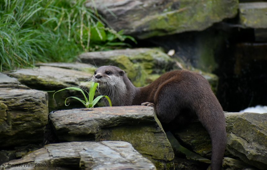JanetteHall's tweet photo. Beautiful otter 🦦
Martin Mere Wetland Centre 
#otter #cute #mammal #nature #lancashire #england #morning #wildlife #martinmere  @BBCSpringwatch @UKNikon #photograghy #photographylovers #NatureIsBeautiful #NaturePhotography https://t.co/VZQLUultOQ