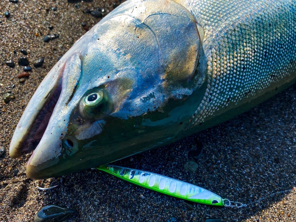 シュガークラフト　ワンフォア70 SUGARCRAFT (@SUGARCRAFT_LURE) / Posts / X