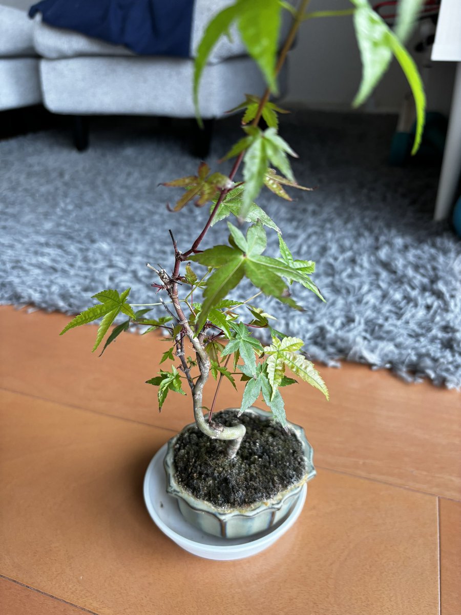 WickedCC tweet media