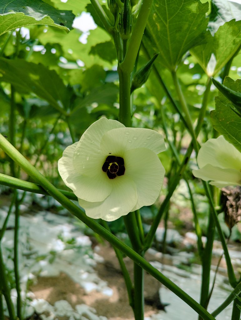 kinomi_b's tweet photo. 収穫中に見つけました。
オクラが可憐な花を咲かせています。
何かの花に似ている気がしますが名前が出てこない…💦
今日も暑い１日となりましたね。皆様ご自愛下さいませ。
#糸島　#オクラ https://t.co/rAQKqoUNjb