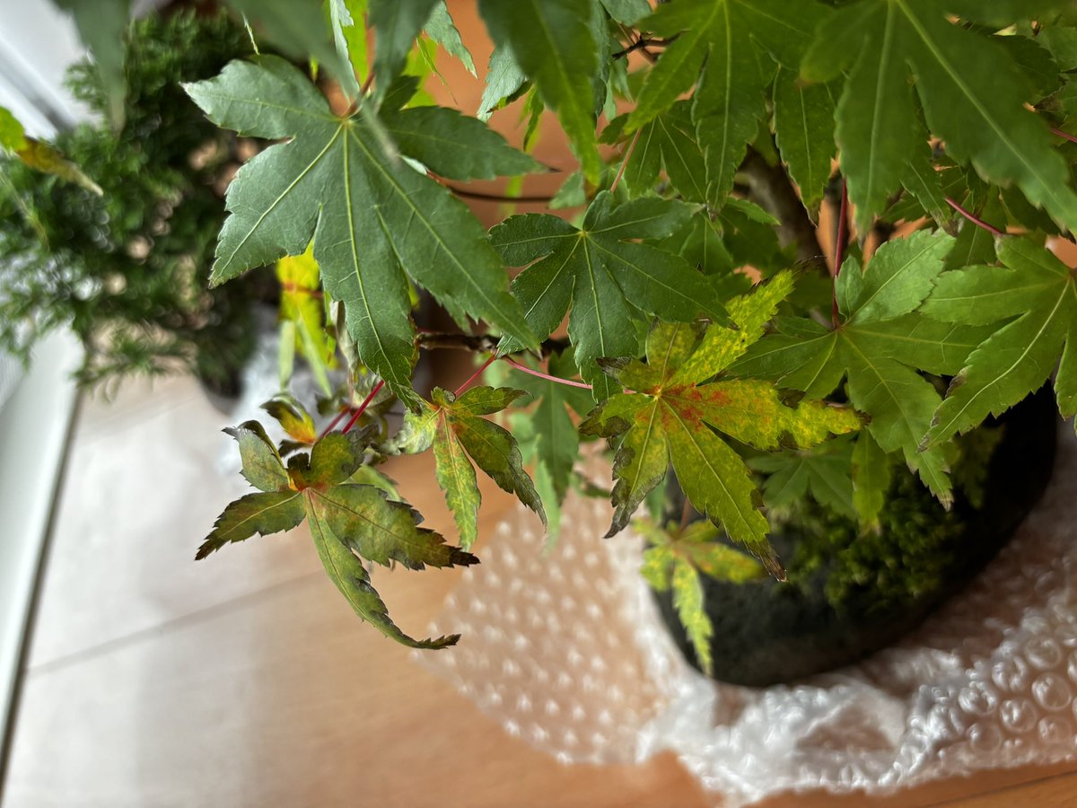 WickedCC tweet media