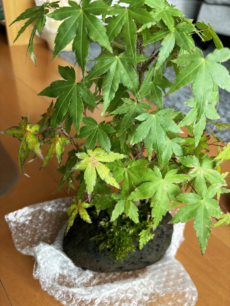 WickedCC tweet media