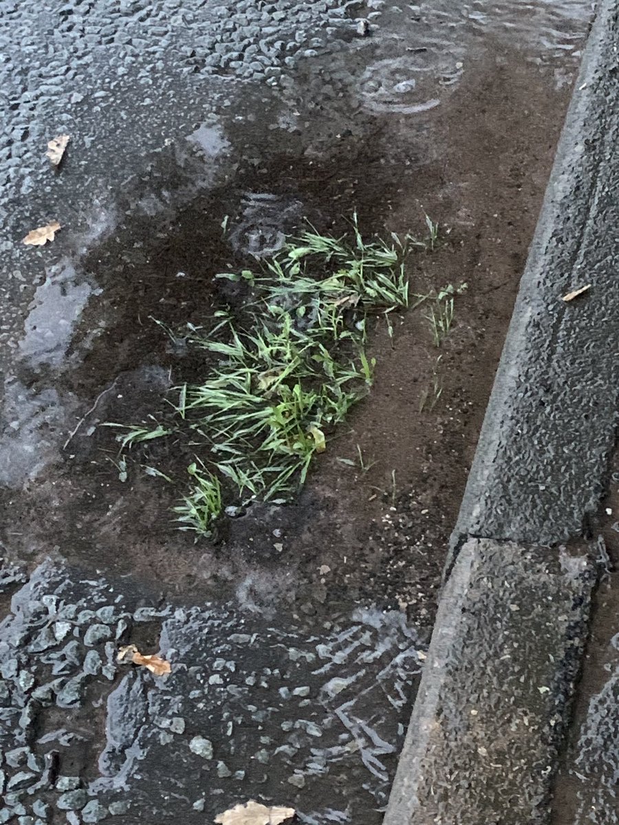 Unsy277's tweet photo. Any wonder Ledsham Road floods grid blocked reported in May now has grass growing out of it embarrassing @Go_CheshireWest needs sorting reported again ref TR6298352 do your job and clear it. 🤬 https://t.co/ueuc3fntga