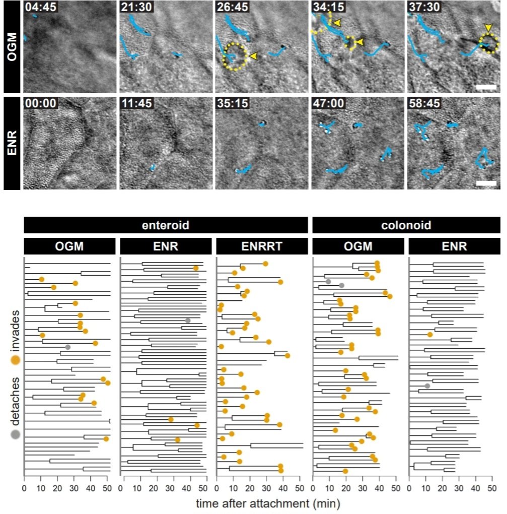 Sellin Lab tweet media