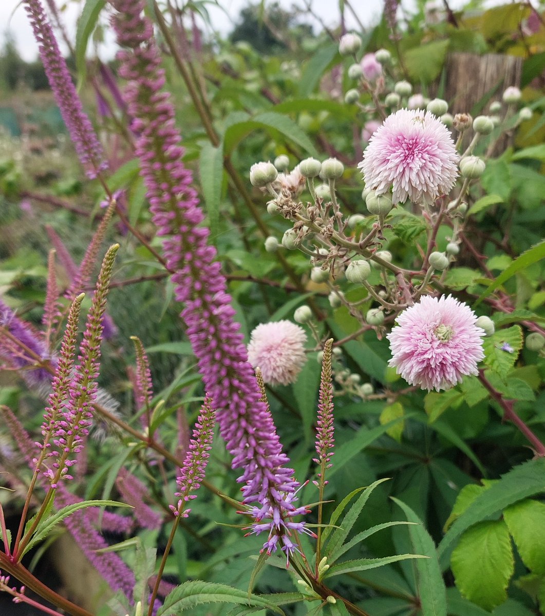 Veronicastrum virginicum 'Fascination' and Rubus ulmifolius 'Bellidiflorus'. Probably not an ideal combination but they blend quite well!

#veronicastrum #veronicastrumvirginicum #veronicastrumvirginicumfascination #rubus #rubusulmifolius #rubusulmifoliusbellidiflorus