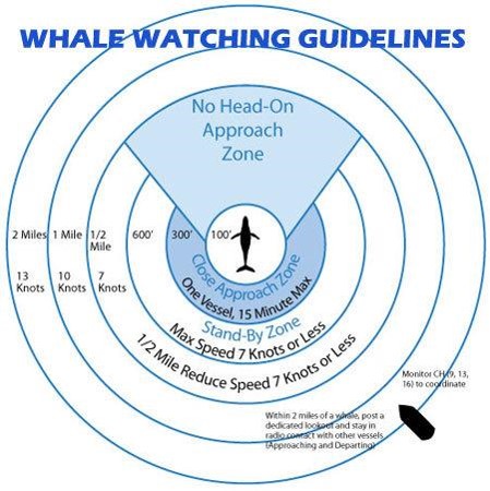 PFerr58's tweet photo. WHEN taking YOUR BOAT OUT Off New England Ocean Waters "INCLUDING" SOUNDS, BAYS, etc....
OBEY THESE RULES ON  🐋 WHALES 🐋 AND WHALE WATCHING! https://t.co/mrT20gS5FE