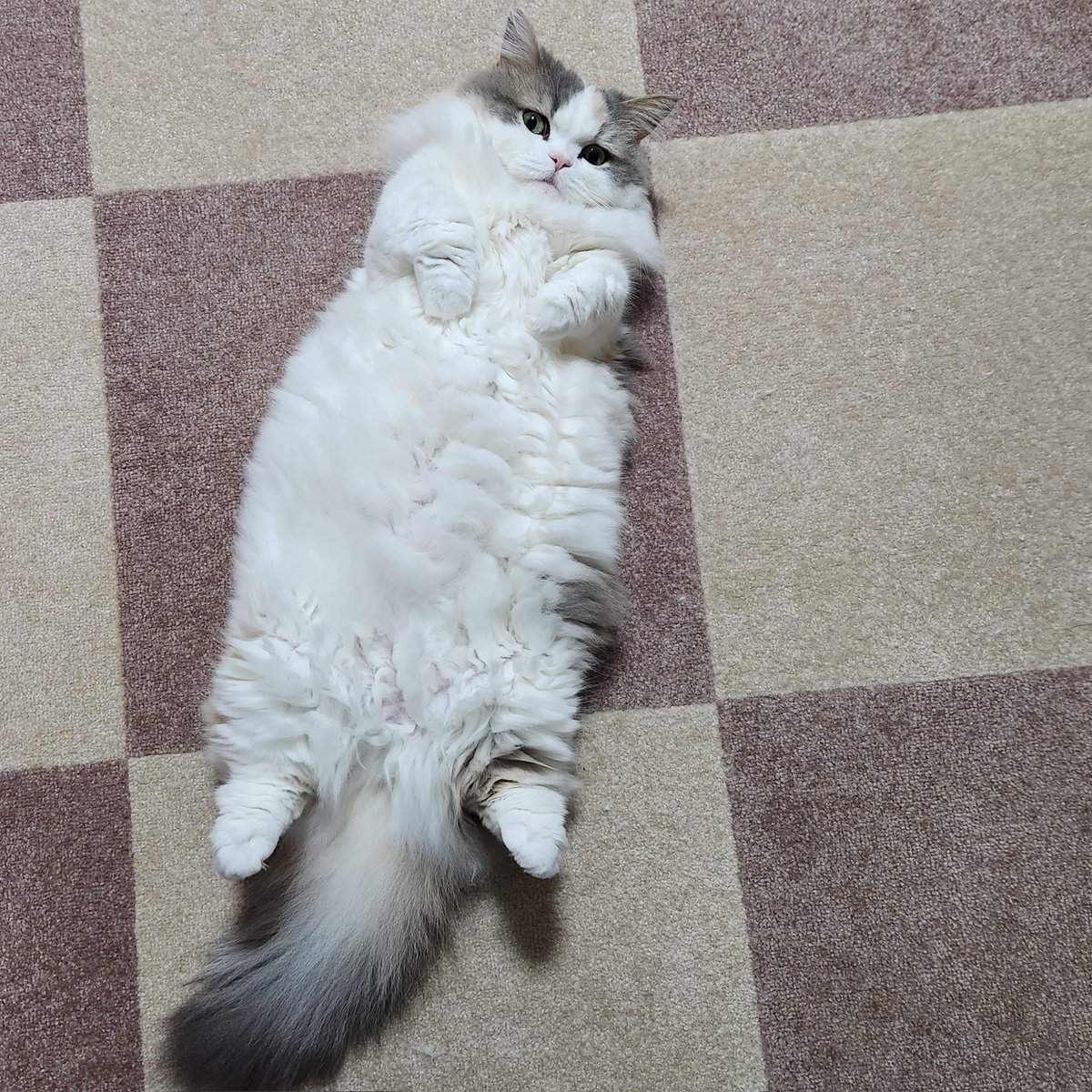 LNichijyo's tweet photo. #ねこ落ち選手権  #猫  #ミヌエット https://t.co/BkOnv7CnxV