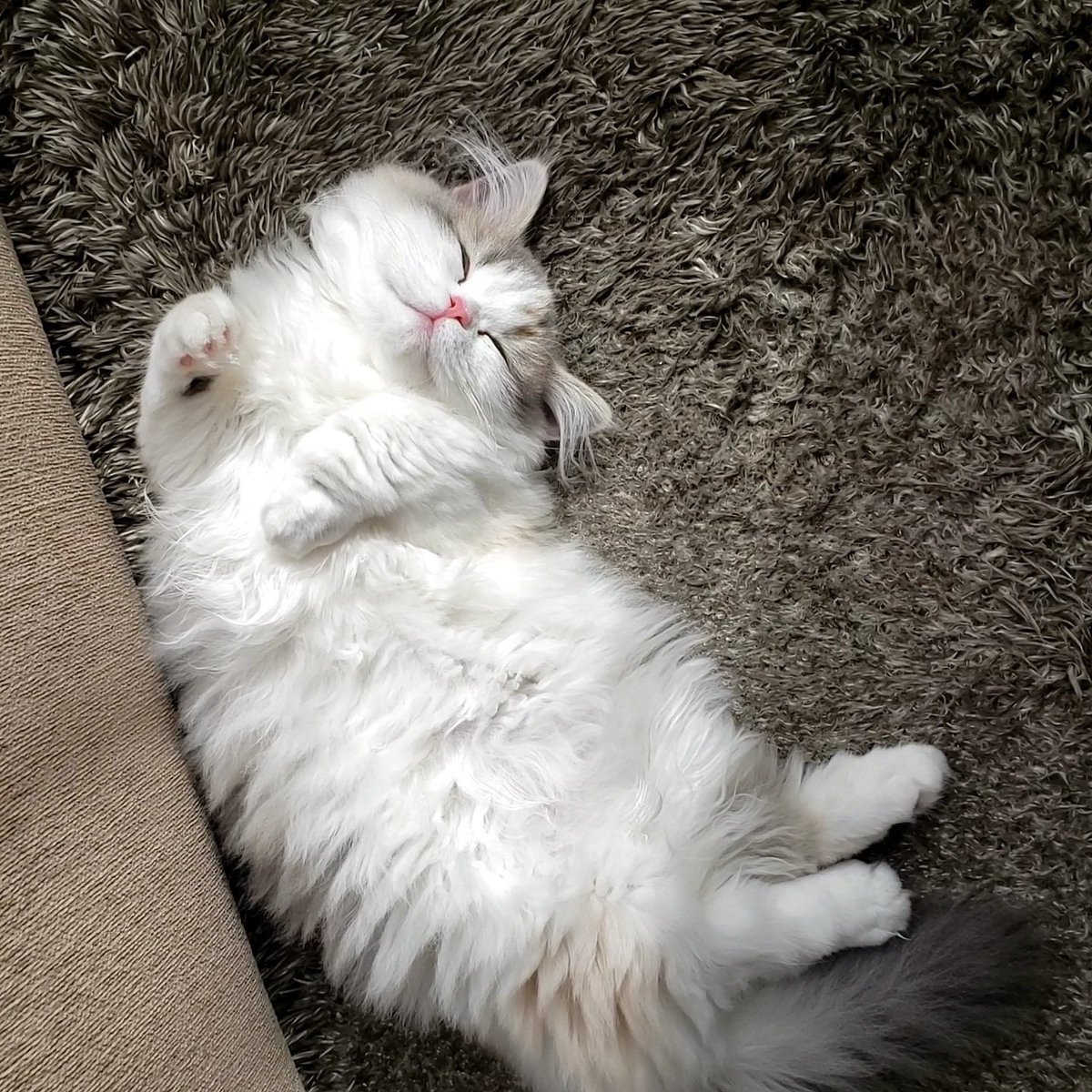 LNichijyo's tweet photo. #ねこ落ち選手権  #猫  #ミヌエット https://t.co/BkOnv7CnxV