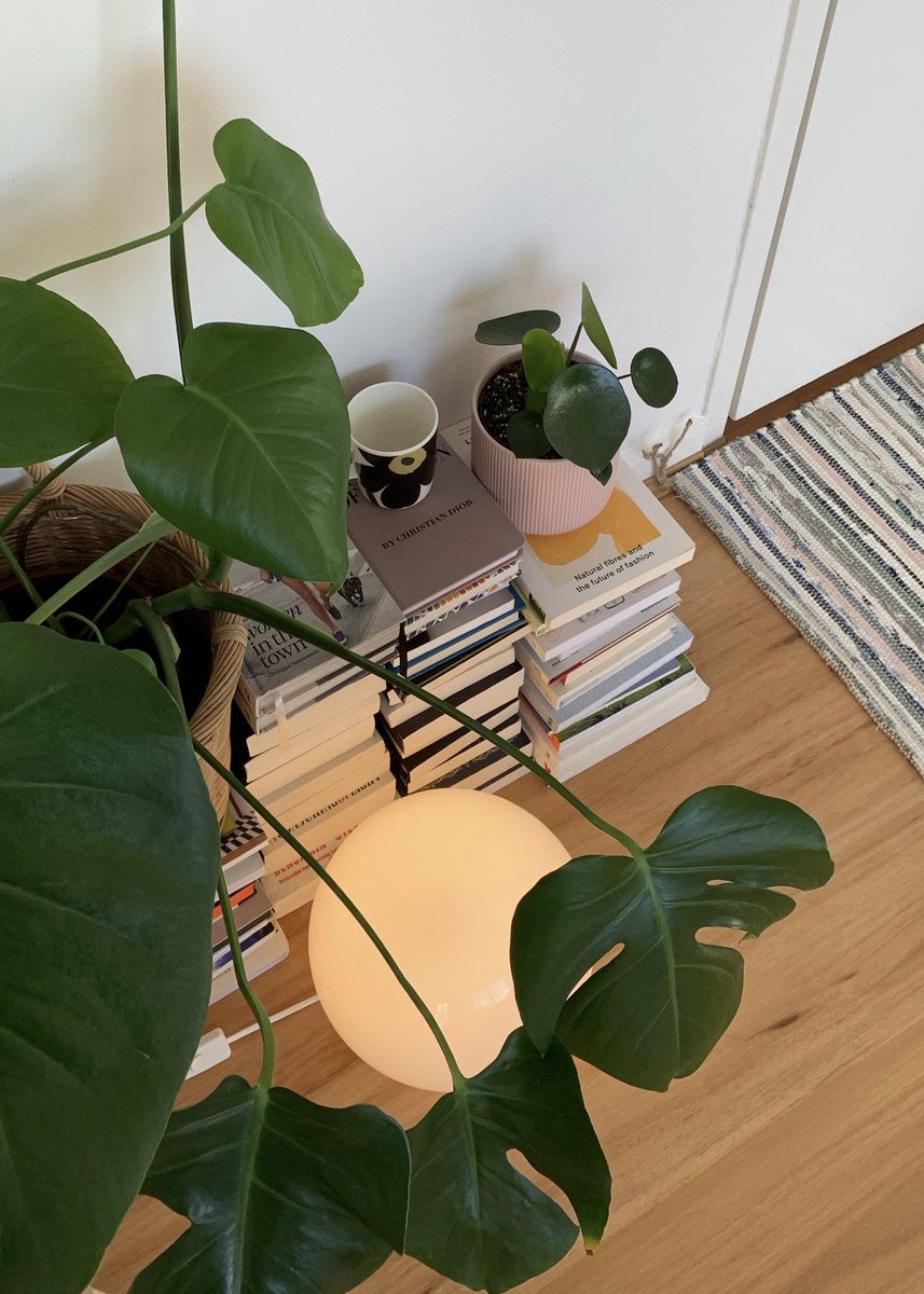 chloeprw's tweet photo. home is where the books, the houseplants, and the candles are https://t.co/VVrD4yh4SV