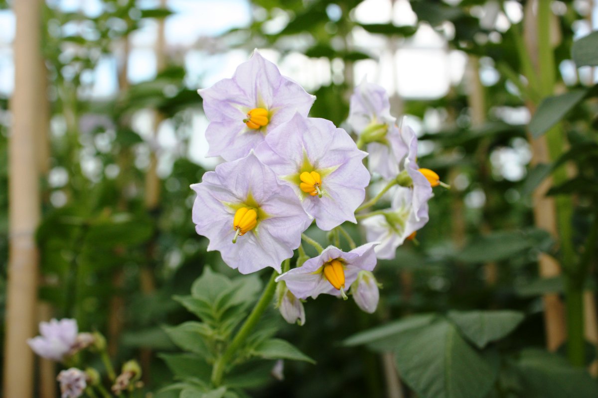 Jadwiga_Sliwka's tweet image. Genotyping-by-sequencing and GWAS in potato, 32 pages and 16 important traits🥔🥔🥔
congratulations @sanjeevksha and @potatodoctor 
rdcu.be/dNVhn