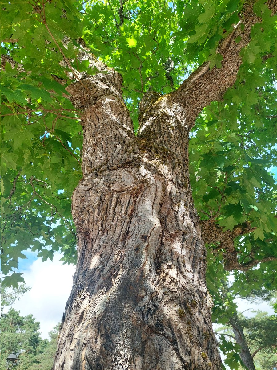 Piam68377597's tweet image. Vanhan vaahteran varjossa 💚
Hyvää tiistaipäivää 🌳 #thicktrunktuesday #mapletree