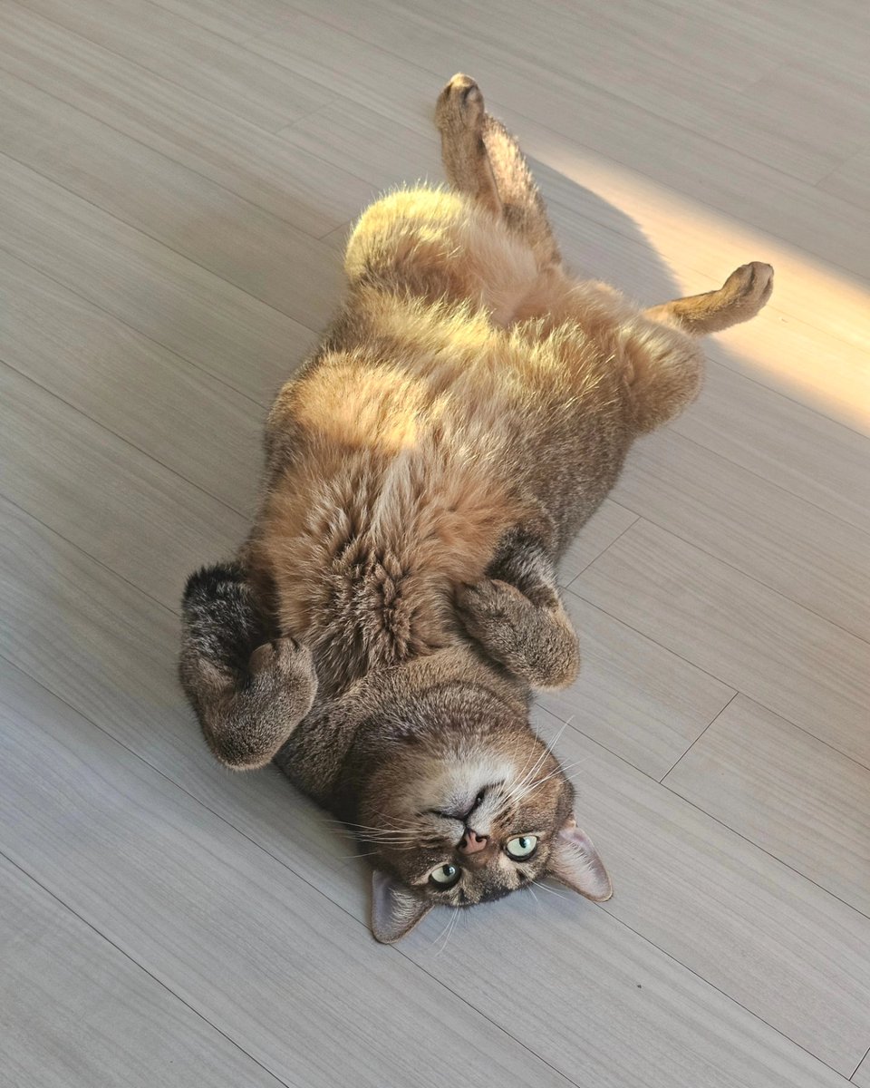 ChiChiNPoPo's tweet photo. 발라당을 좋아하는 김퐆퐆 https://t.co/cAH2LCydAR