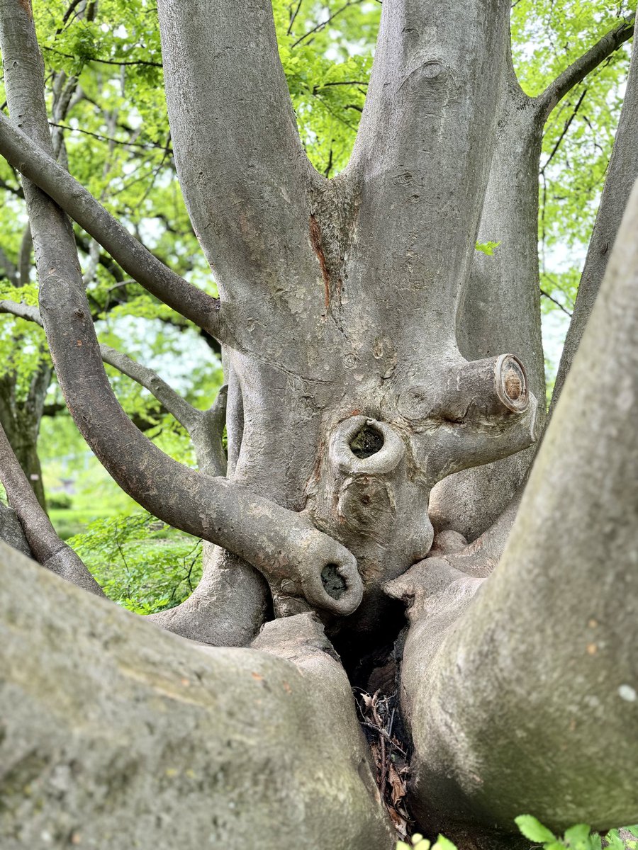 Happy #thicktrunktuesday from the Zelkova in the Botanical Garden of Geneva