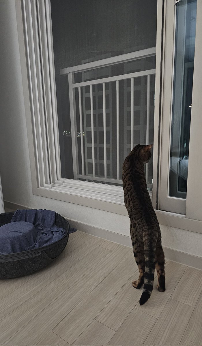 ChiChiNPoPo's tweet photo. 고양이가 너무 길어요 https://t.co/Z8z58VLchw