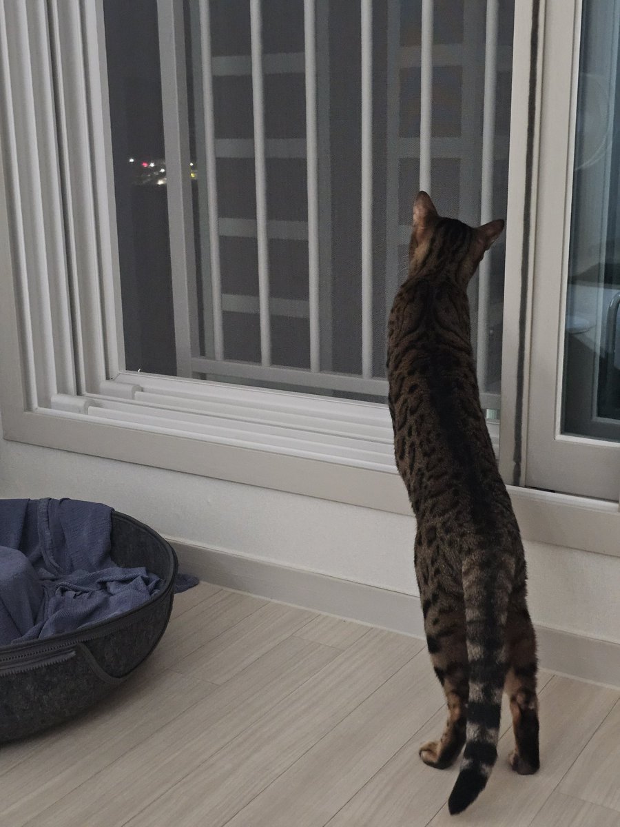 ChiChiNPoPo's tweet photo. 고양이가 너무 길어요 https://t.co/Z8z58VLchw