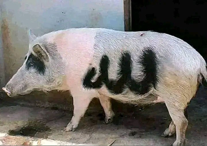 Narasi_winda's tweet photo. Keistimewaan kaligrafi....

Ada yang tahu arti huruf mirip "W" di tubuh Babi itu❓ https://t.co/qrndvXa4NO