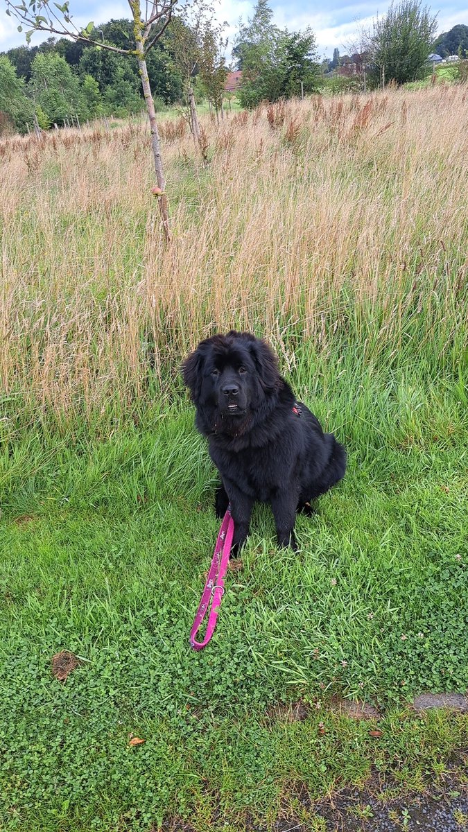 ZazuNewfi's tweet photo. Guten Morgen Freunde,

Ich war schon eine große Rund spazieren.
Habt Ihr gut geschlafen?😘🍪🐾 https://t.co/YsdRlytQxQ