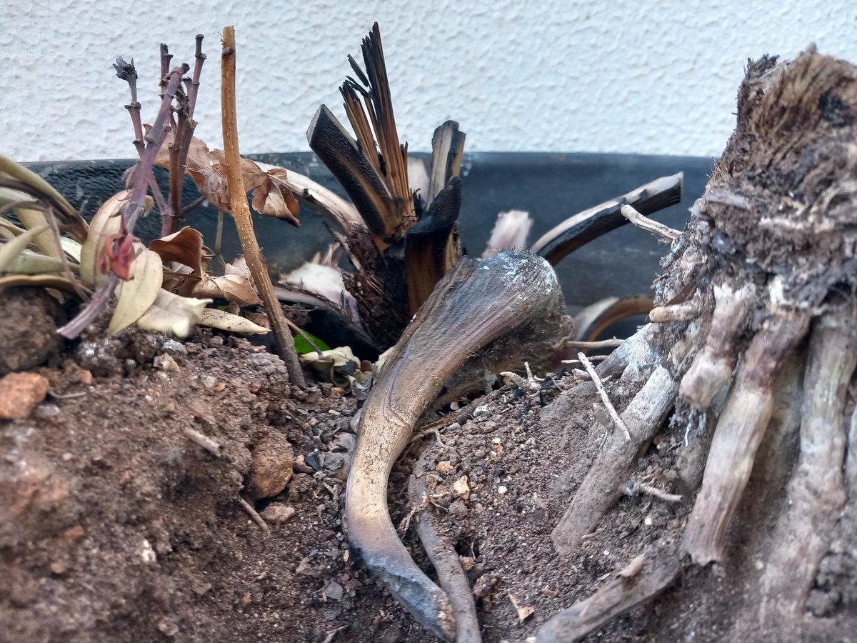 bra_ruby's tweet image. 