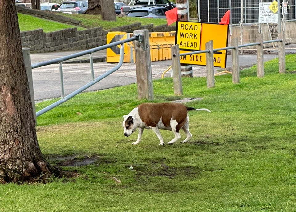 RebeTaylorMelb's tweet photo. Cow dog https://t.co/uf3LBX619I