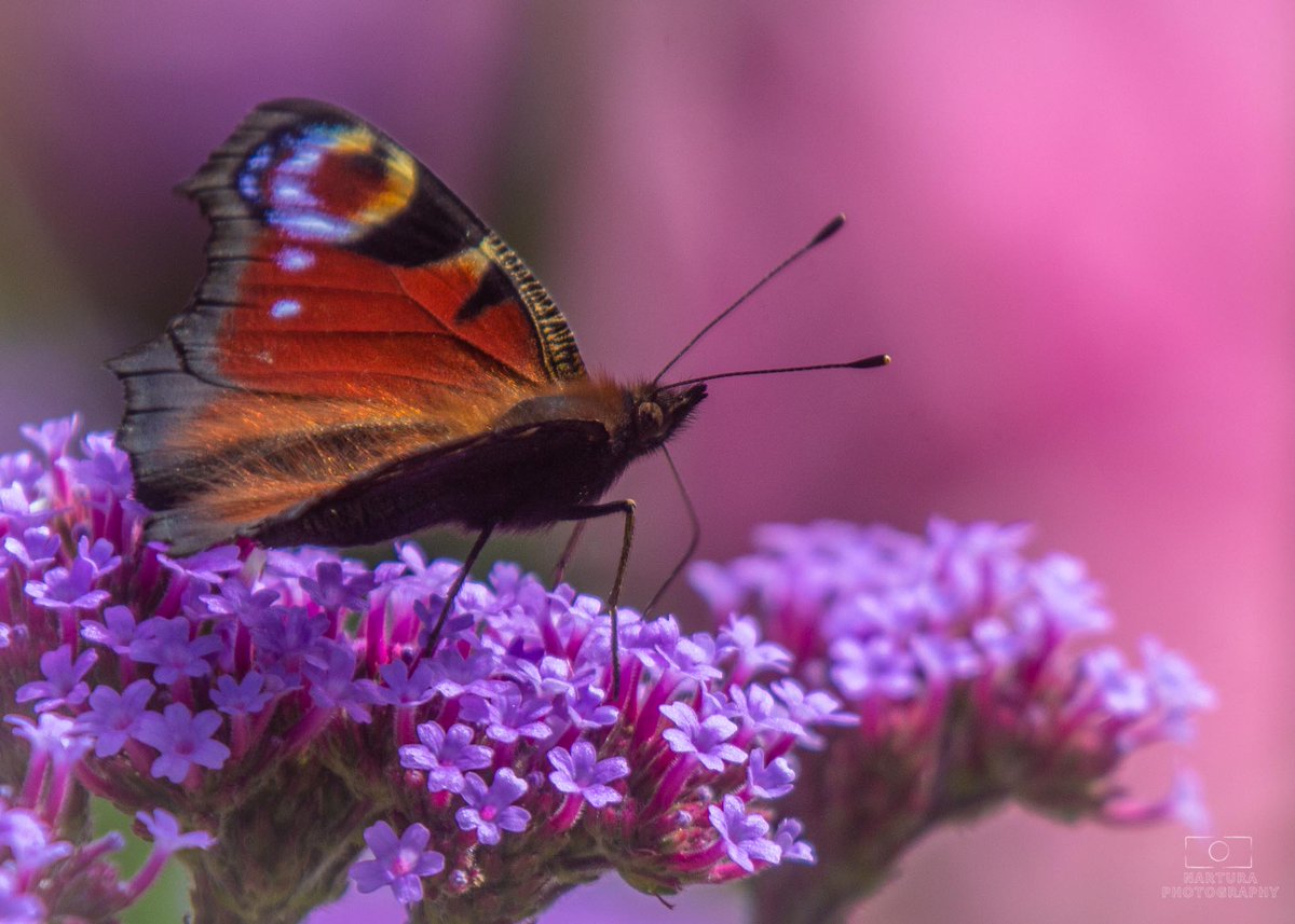 E_van_den_Ham's tweet photo. #Julibloeiers door @LadyLove40 
#Dag16, dinsdag 16 juli ’24, Stijf #ijzerhard (#Verbena bonariensis) https://t.co/TqEuN2zwQu