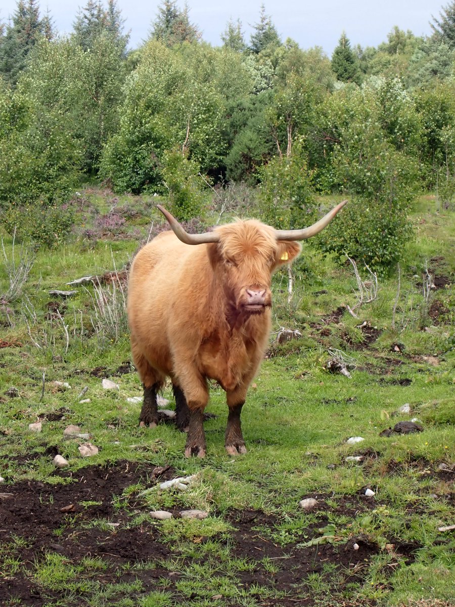 Garfield Ferret tweet media