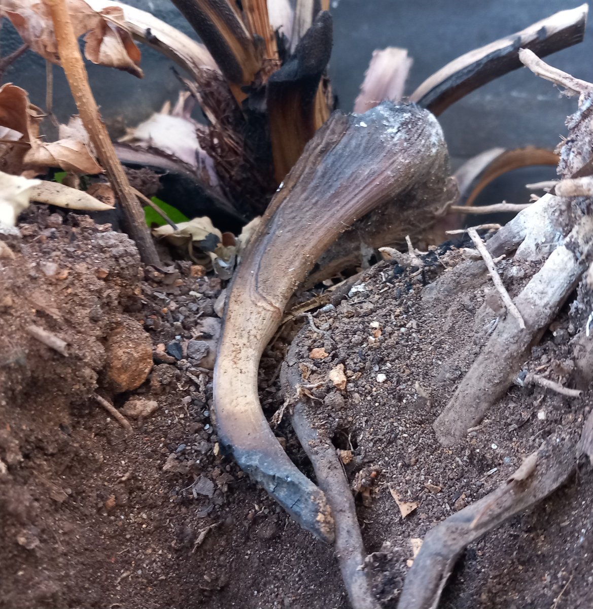 bra_ruby's tweet image. 