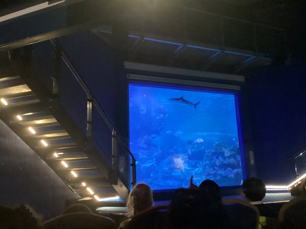 Stm_WB's tweet photo. We got to watch a live feeding of the stingrays! https://t.co/86rek5wzui