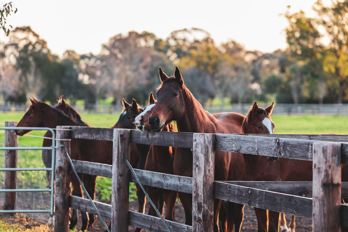 ArrowfieldStud's tweet photo. Arrowfield graduate and G1-placed stakeswinner, now resident nanny Groundswell living his best life while carrying out his babysitting duties! 

#arrowfield #lifeoffthetrack #discovergreatness #weanlings https://t.co/dsGagLbyRM