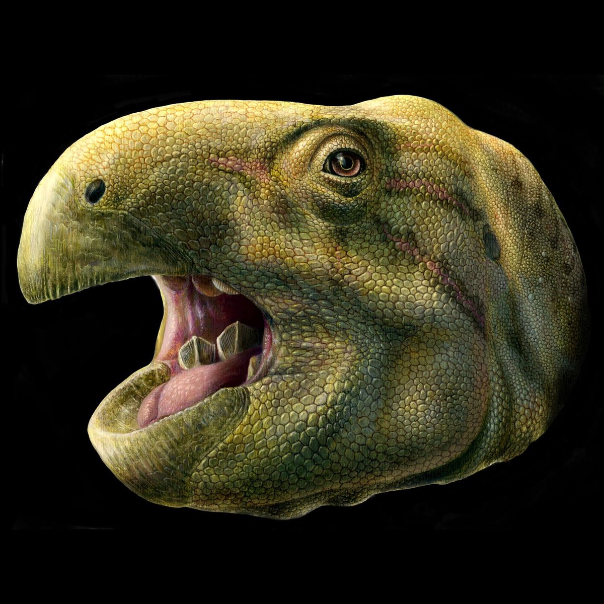 geotdf's tweet photo. It took us 16 stages to find a dinosaur but here we are! This year we introduce a dinosaur with funky teeth. 

The riders slice through the heart of France’s dinosaur paradise. It's a true dinosaur hotspot, featuring one of its most cheerful Cretaceous members that was found quite recently close to our finish line.

We do not only meet Matheronodon provincialis but @PimKaskes of @ULBruxelles also tells us about the history of paleontology.

@knag @UUGeo @UniUtrecht @TNO_nieuws 

#TDF2024 #geoTDF 

https://t.co/8BFKzdQCU4