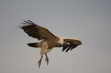 Animal Demography and Ecology Unit: GEDAi and Vultures!: animaldemography.blogspot.com/2024/07/gedai-…