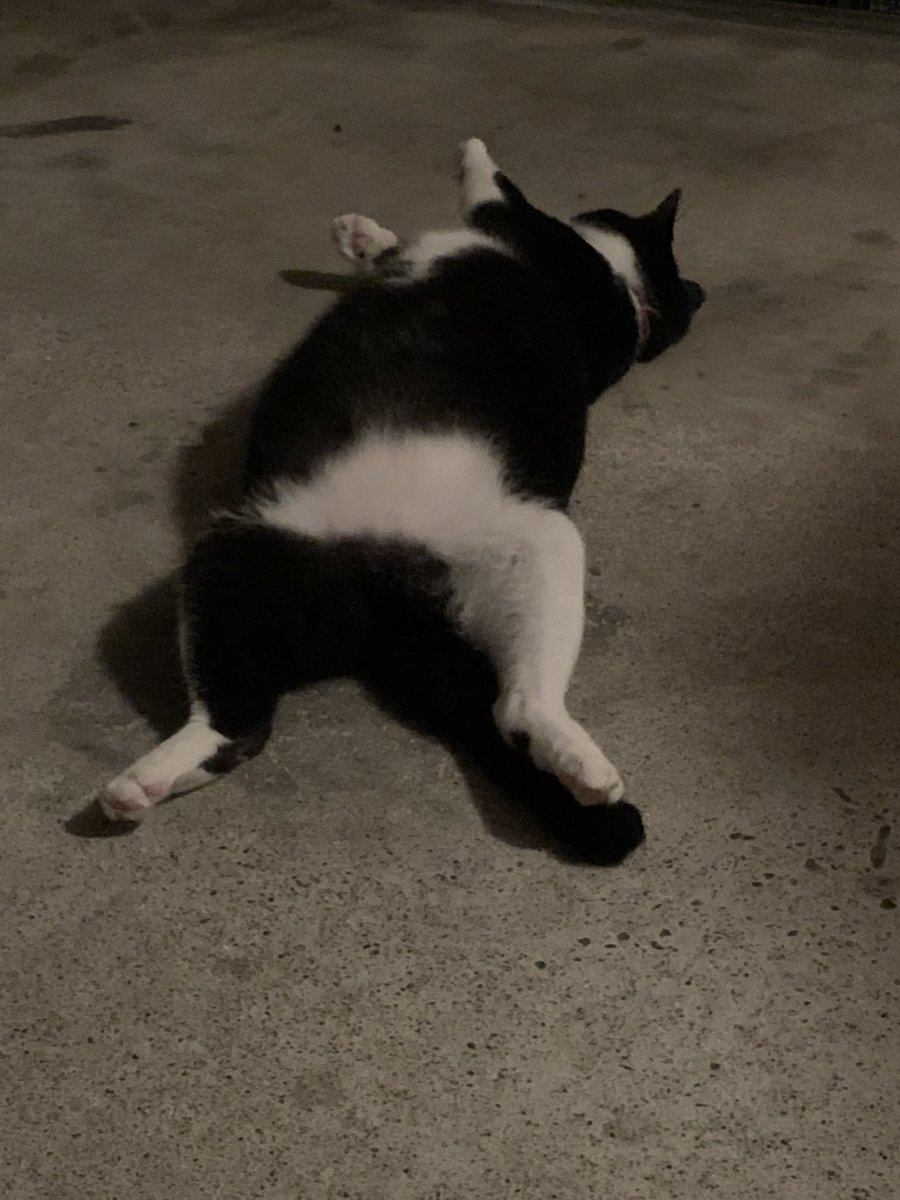 車庫帰宅
毎日おかえりしてくれる
アパートの子達はしないんだよなぁ

なんでや？