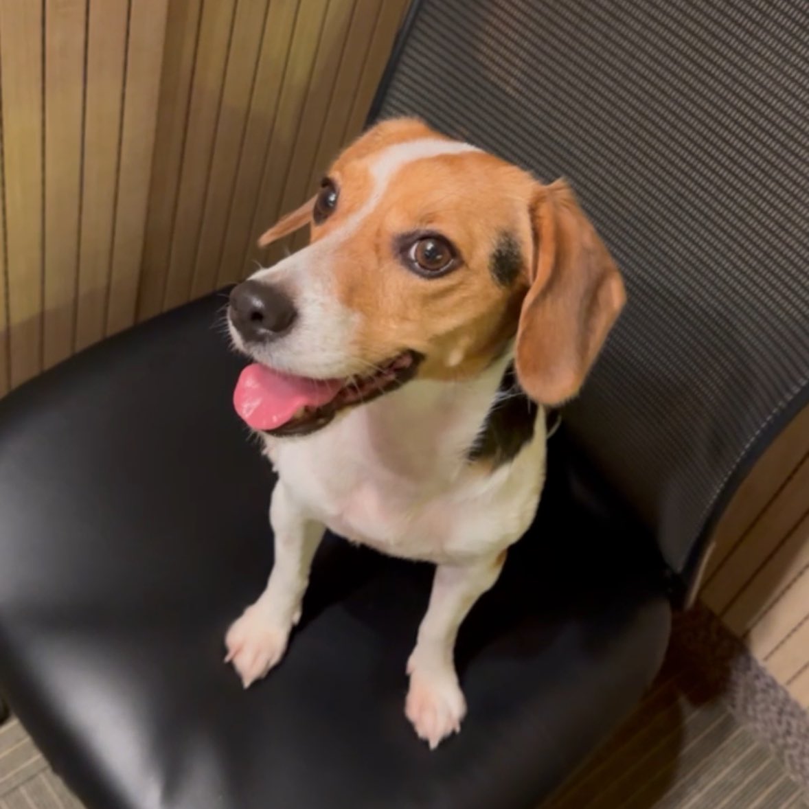 🍒 XIAOJUN JUDYDOLL tweet media