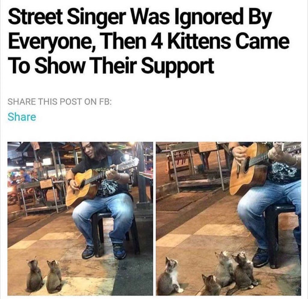 Posts Of Cats (@postsofcats) on Twitter photo 