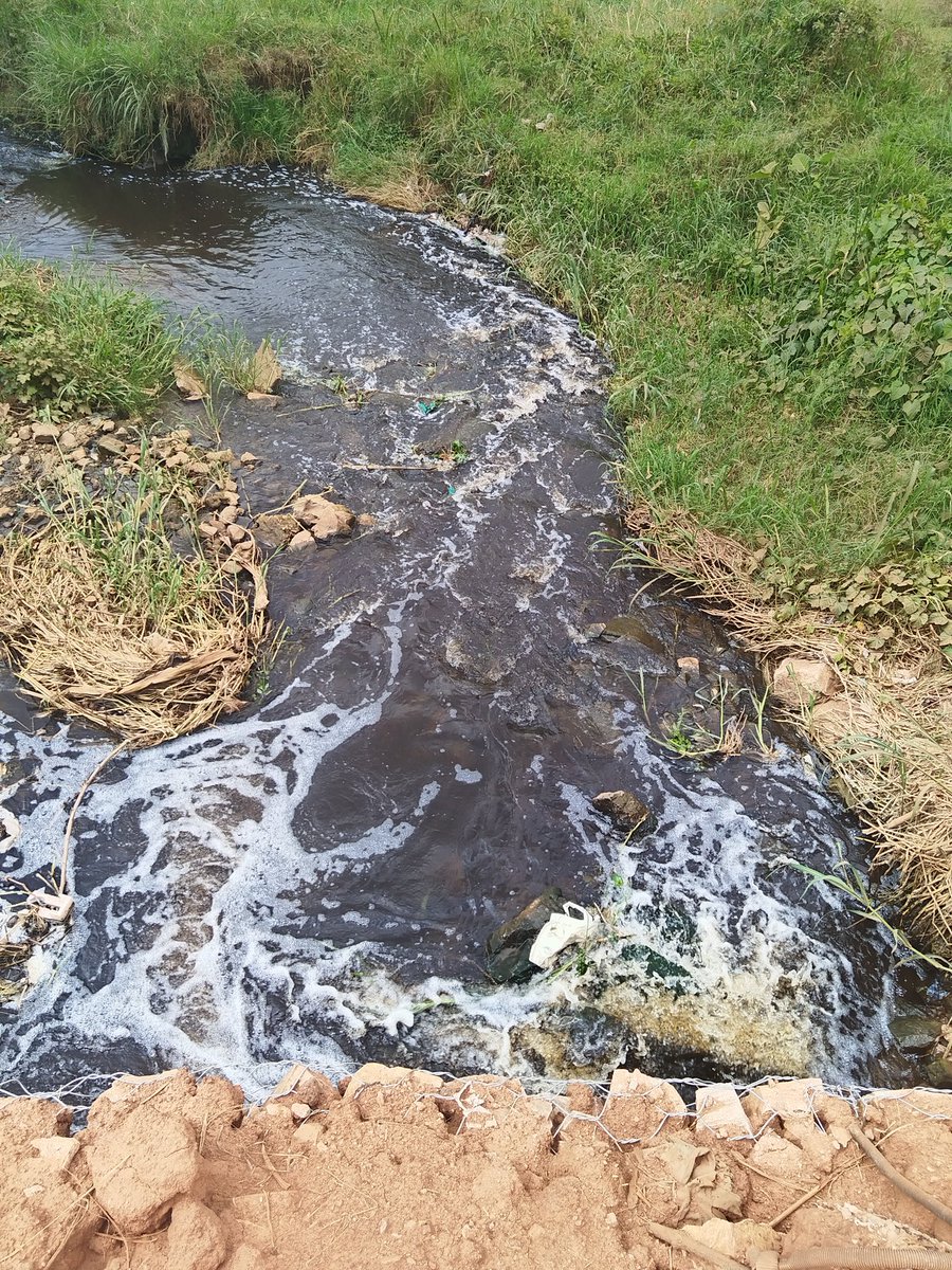 jacob_ochen's tweet image. Dear @nemaug this is the buwate stream that connects from kungu... The colour of the water is not normal, somebody is constantly pouring something in it