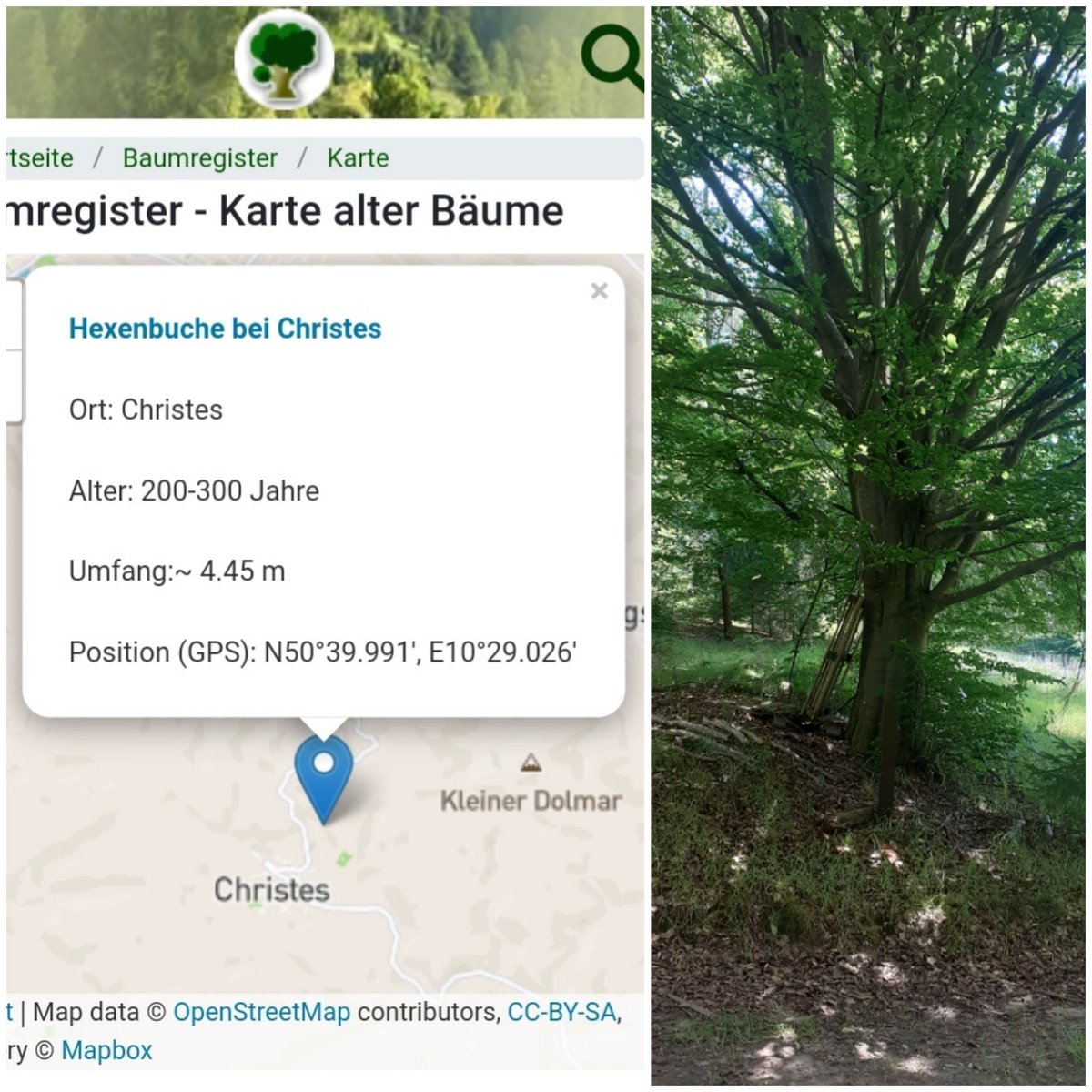 monumentaleiche's tweet photo. Nochmals #Thüringen 
Die HEXENBUCHE bei Christes gibt es nicht/nicht mehr. 
Am angegebenen Standort steht zwar eine Buche,allerdings mit wesentlich geringerem Umfang.

https://t.co/4cvD4Cwsdq https://t.co/8mEwivfvnG
