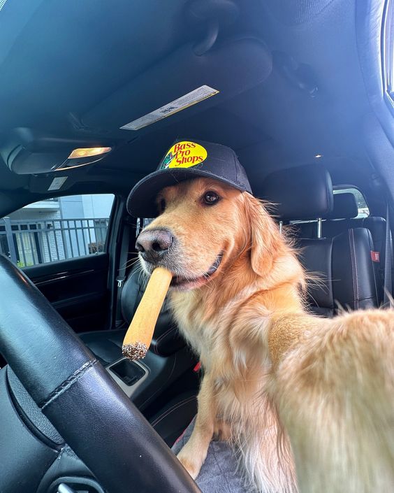 BeachyCto's tweet photo. OH YEAH!!

WE HAVE MADE IT TO DEXSCREENER TRENDING THANKS TO THE CTO TEAM

CAN'T HAVE WORDS TO EXPLAIN HOW THANKFUL I AM

JUST HAVING A CIGAR

ca: ekM4FaK7oeq7YTa2YBNAwWdTJCsZAicMzSH83RNFpDA

tg: https://t.co/64WFwa5LMC https://t.co/u1Bk5IMn45