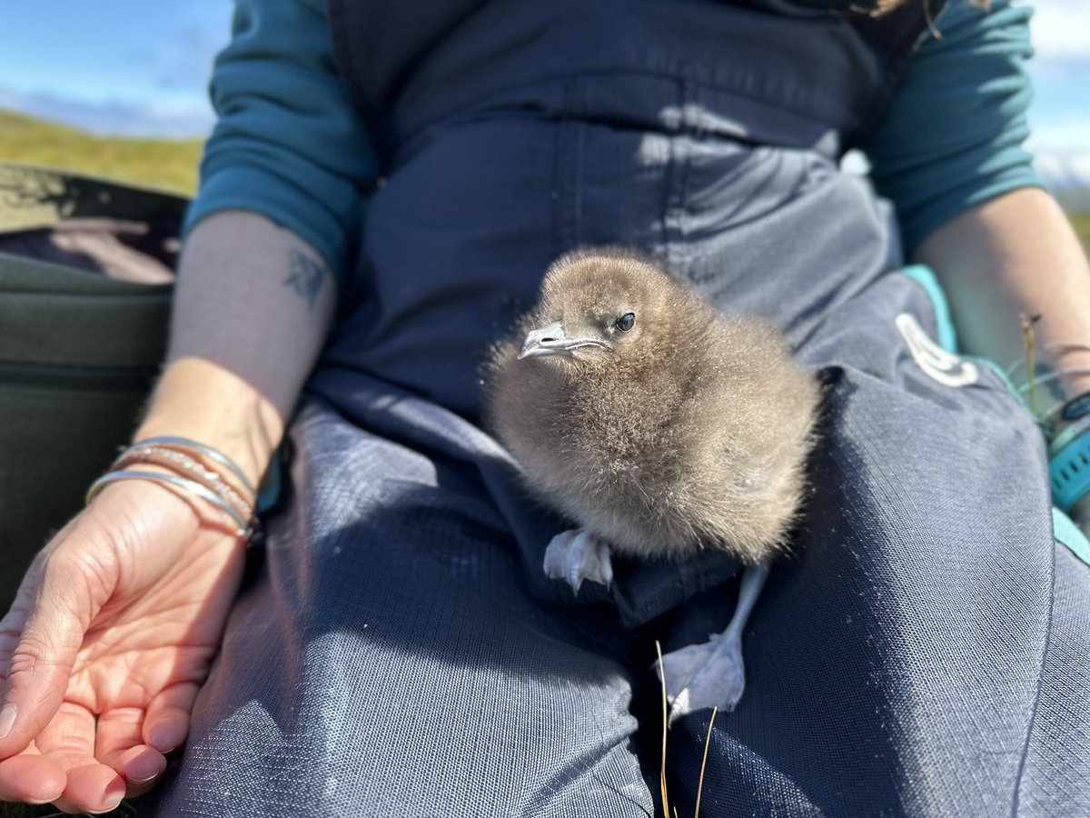 WoodEcology's tweet image. Another year, another amazing trip to Handa Island on our annual pilgrimage - this year to ring baby Skua chicks!  So cute! 

Such variability in chick ages, from those just hatching to some pretty chunky ones! #LongTermMonitoring