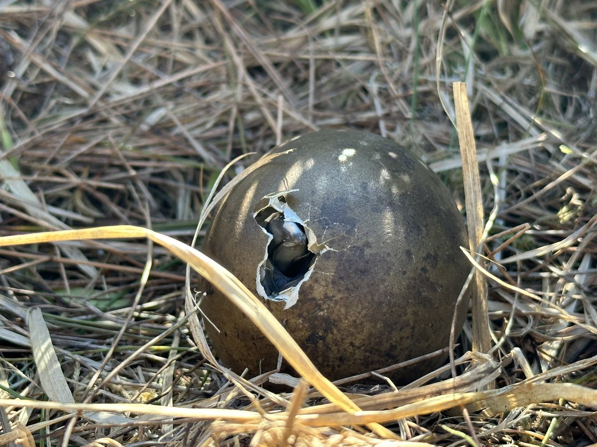 WoodEcology's tweet image. Another year, another amazing trip to Handa Island on our annual pilgrimage - this year to ring baby Skua chicks!  So cute! 

Such variability in chick ages, from those just hatching to some pretty chunky ones! #LongTermMonitoring