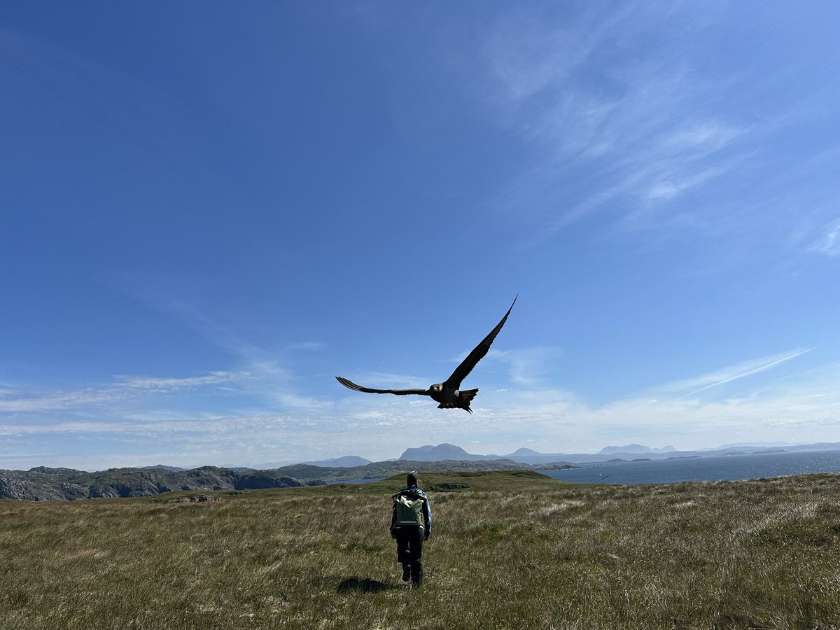 WoodEcology's tweet image. Another year, another amazing trip to Handa Island on our annual pilgrimage - this year to ring baby Skua chicks!  So cute! 

Such variability in chick ages, from those just hatching to some pretty chunky ones! #LongTermMonitoring