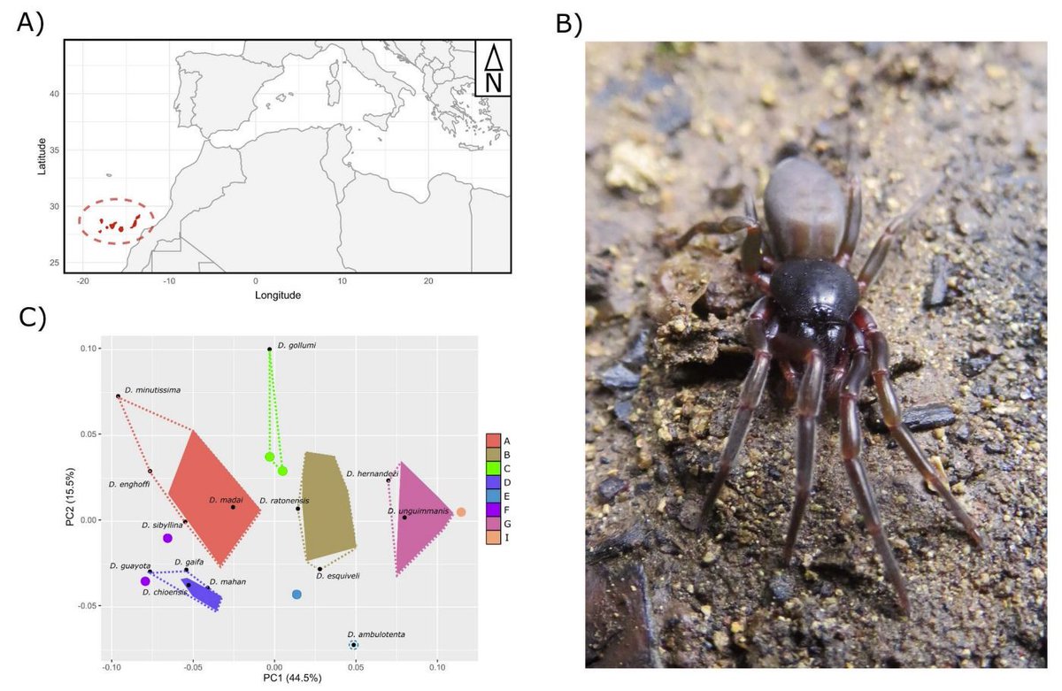 Adrià Bellvert tweet media