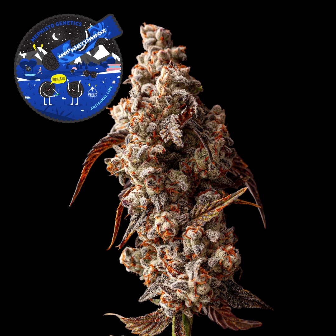 Giveaway Time!!

Would you like a chance to win a pack of MephistOreoz?

Here is how to win:
-Like this post and repost
-Tag one friend who you would give your last oreo to and comment MephistOreoz 🐷
-Must be following <a href="/MephistoGenetic/">MephistoGenetics</a> 
-Must be 21 or older
-Available to those