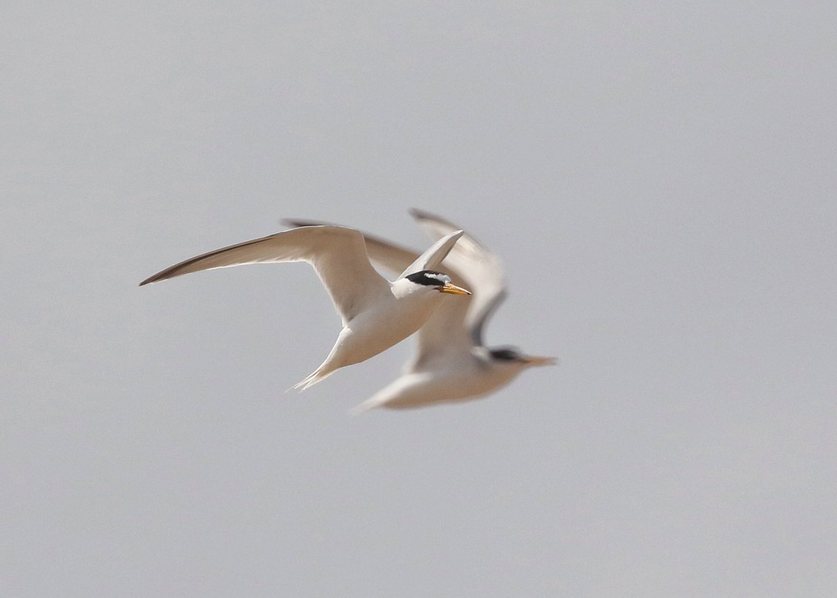 Over 60 adult little terns, up to 12 fledged juveniles, 12 young ringed plovers of varying ages and an oystercatcher family of 5 all doing well yesterday- and even a new little tern nest found! An amazing spectacle currently, especially at high tides.