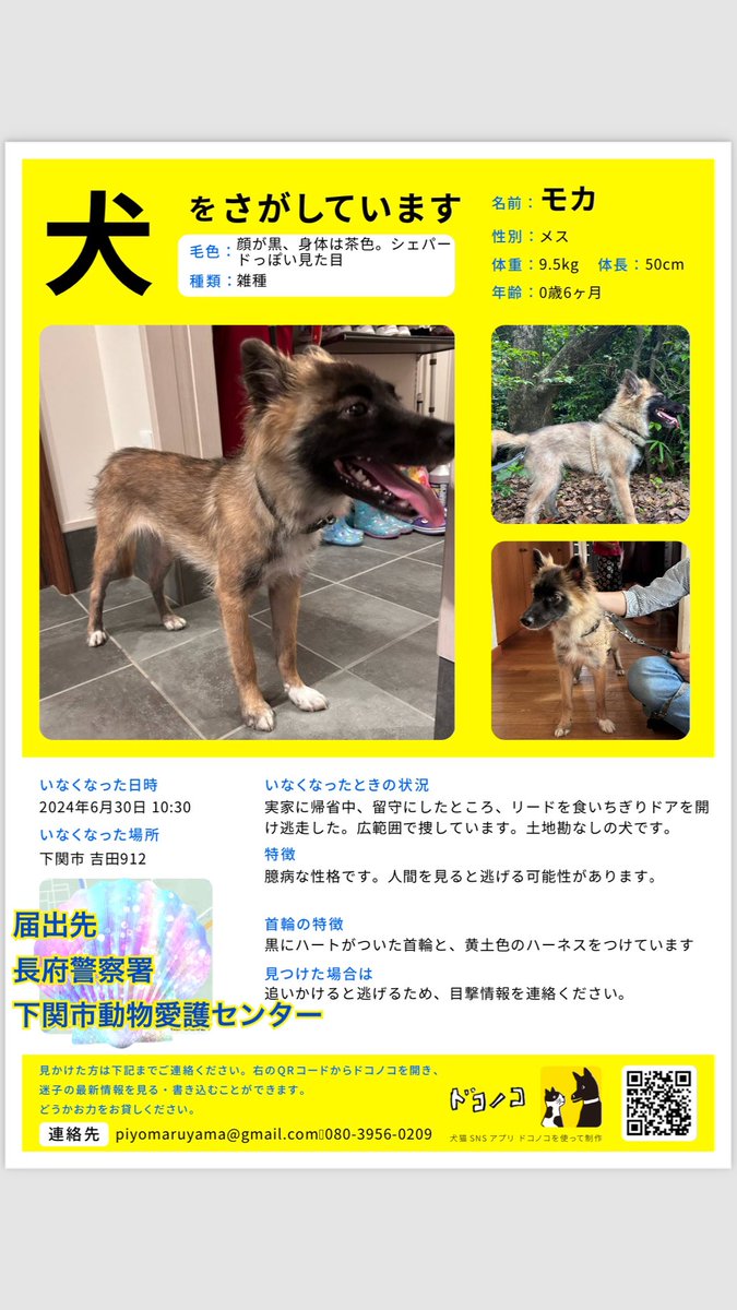 何度もすみません。皆さんのお力添えをいただきたいです。よろしくお願い申し上げます。犬を捜しています。雑種犬です。彦島にいる可能性があります。
#彦島
#下関
#迷い犬
#まいご犬
#迷子犬
#下関市