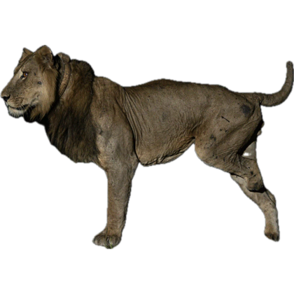 Our new paper in <a href="/Ecol_Evol/">Ecology and Evolution</a> on African lions swimming has gotten some great coverage the last couple days - what’s cooler is that the swim was made by what many are calling Africa’s toughest lion, check it out here 👇: 

onlinelibrary.wiley.com/doi/10.1002/ec…
