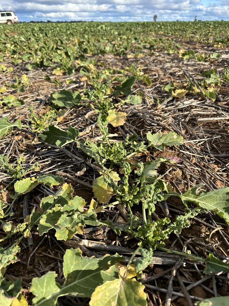 Grassroots Agronomy tweet media