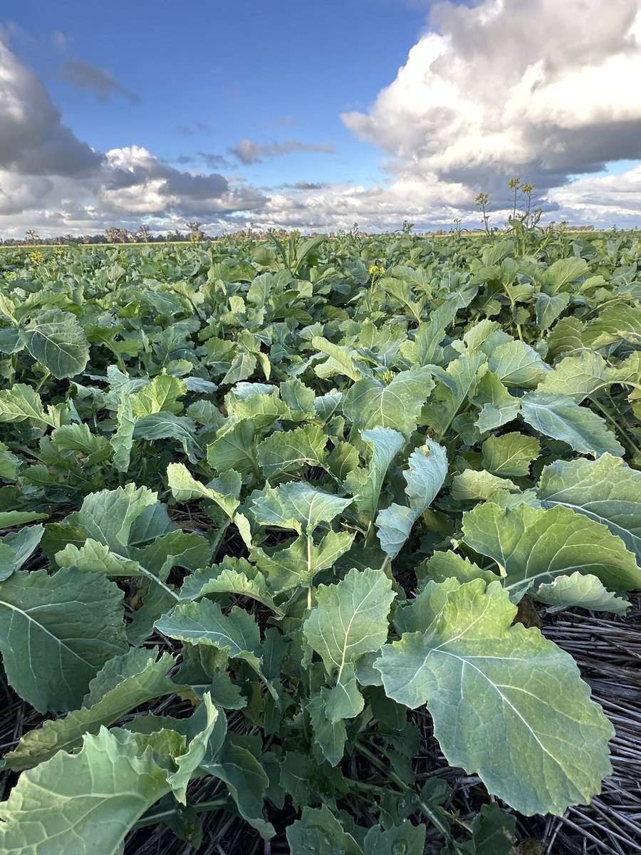 Grassroots Agronomy tweet media