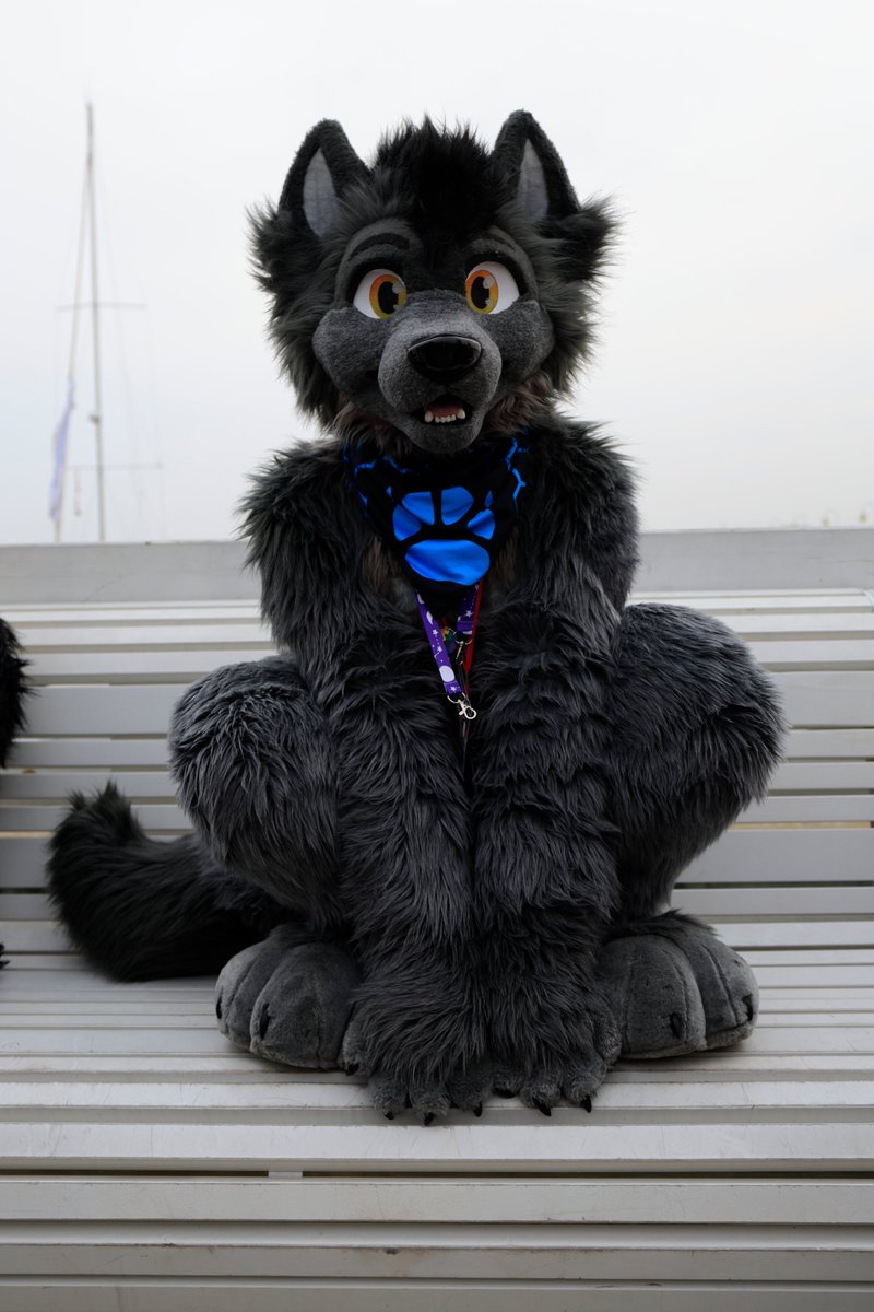 You need your dose of cuteness before to start the day :3

📸<a href="/DerooShep/">Deroo</a> during the <a href="/GdakonPL/">Gdakon</a> 

#Fursuiter #Gdakon2024