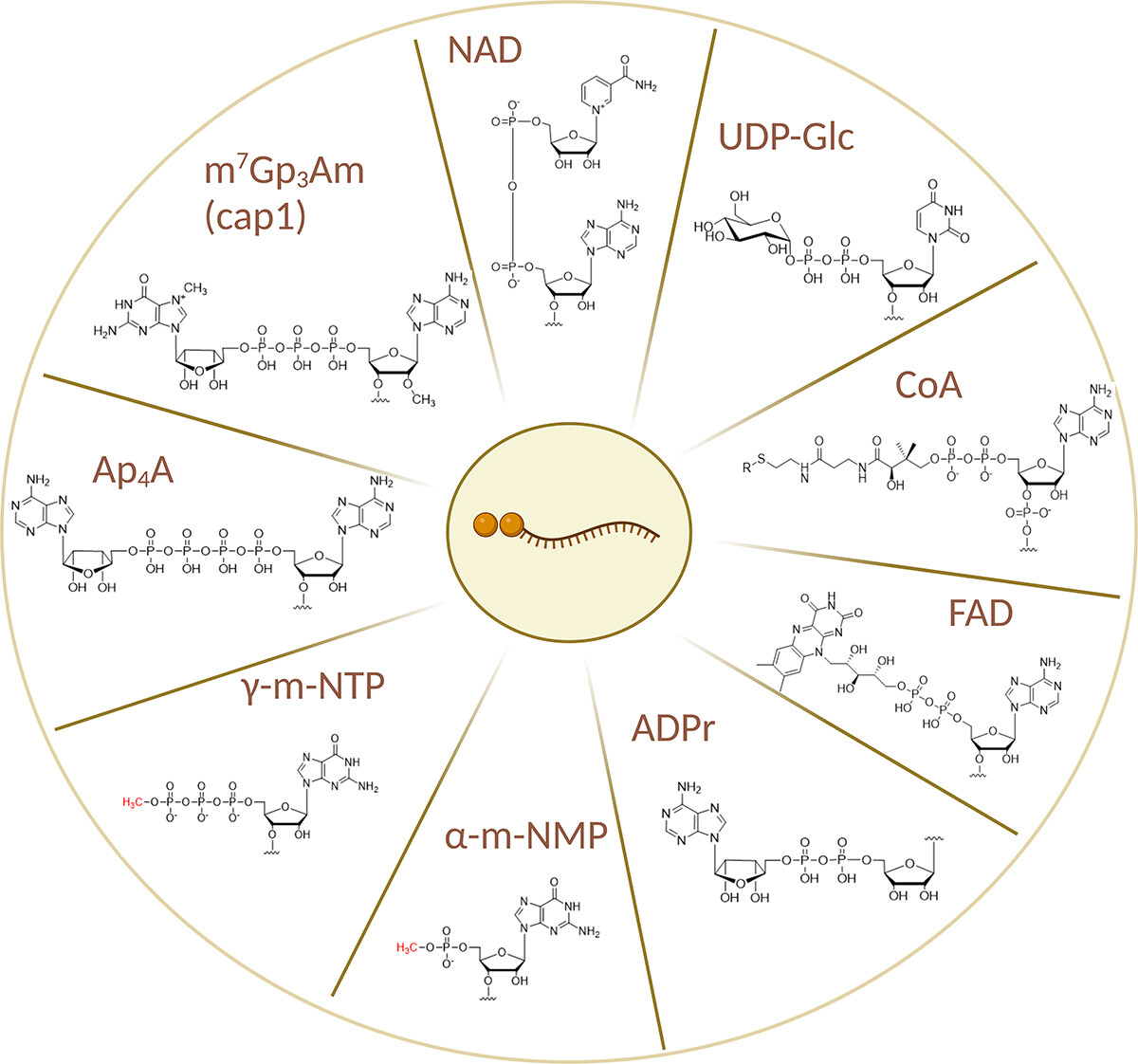 IOCBPrague's tweet photo. #review #RNAcap #RNAmodifications #epitranscriptomics

If the 5’ cap fits (wear it) – Non-canonical RNA capping (@Potuza, @CahovaB) - RNA Biology @tandfonline: https://t.co/YXoAuILlAh

@IOCBPrague @CzechAcademy @science_charles @rna4t_opjak https://t.co/MWxW3pYIBi