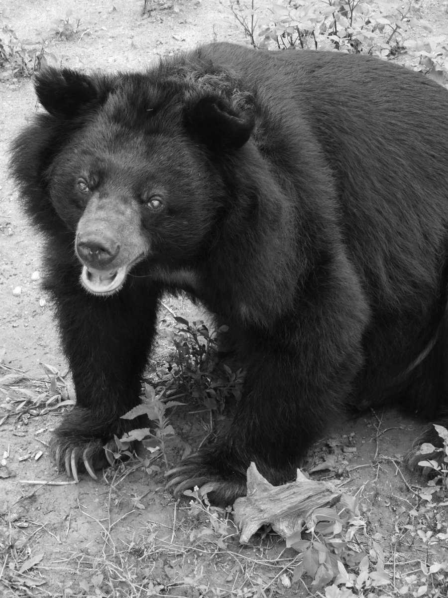 fourpawsAU's tweet photo. #RIP Bear Lam 🐻💔
🚚 Rescued from a bear farm in 2020 🇻🇳
🏡 BEAR SANCTUARY Ninh Binh
🐾 Blind, flourished at the sanctuary
🏥 Had end stage heart disease, likely died of cadiogenic shock
🌈 Will be so missed
#RainbowBridge #InMemorial https://t.co/f661lofbnQ
