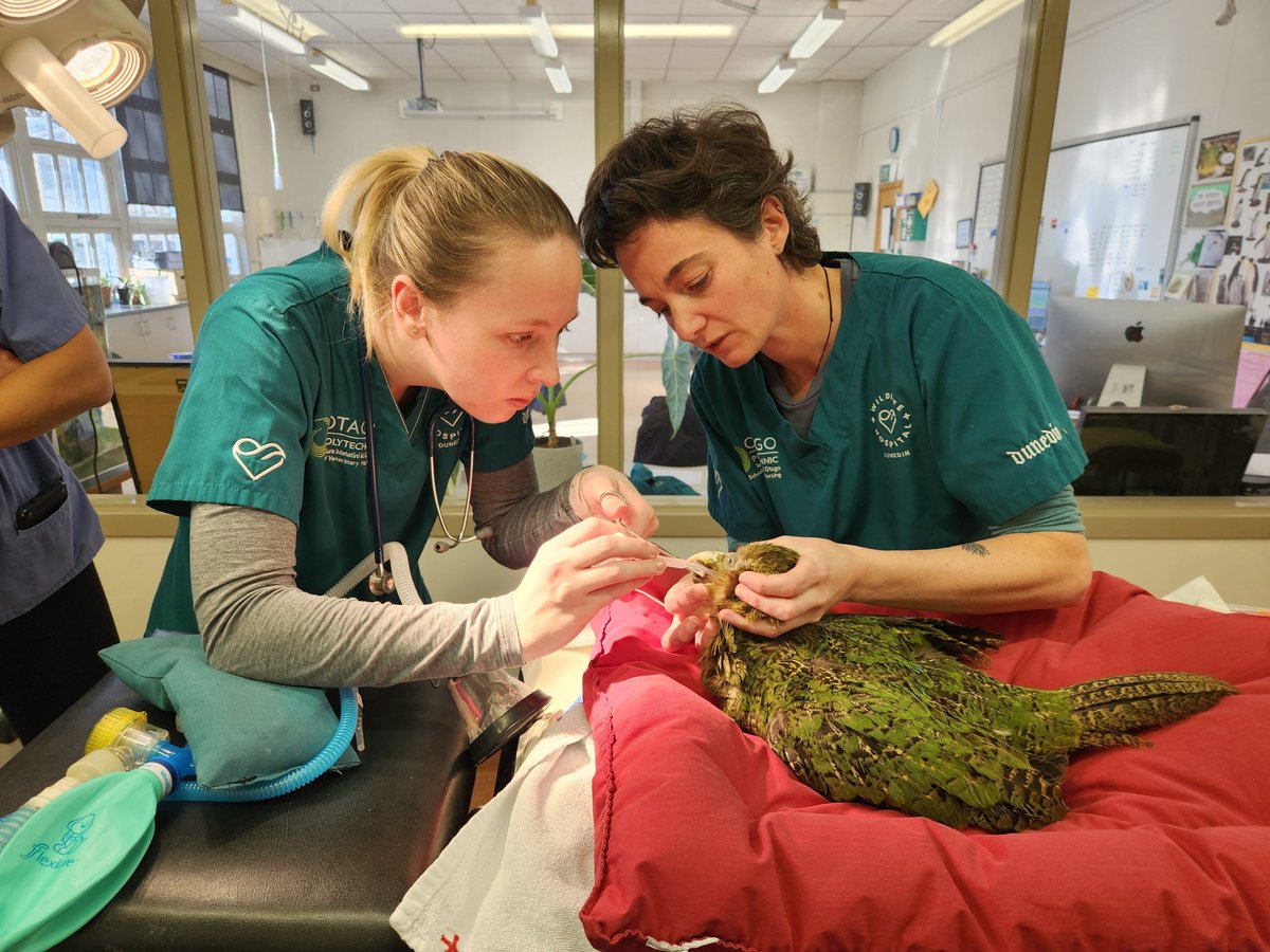 #kakapo Madeline has been transferred to hospital after being found ill on Whenua Hou with a beak injury. She’s from the genetically important Fiordland lineage. Big thanks to the team at @DunedinWH for their care. #conservation Pic: Lydia Uddstrom
